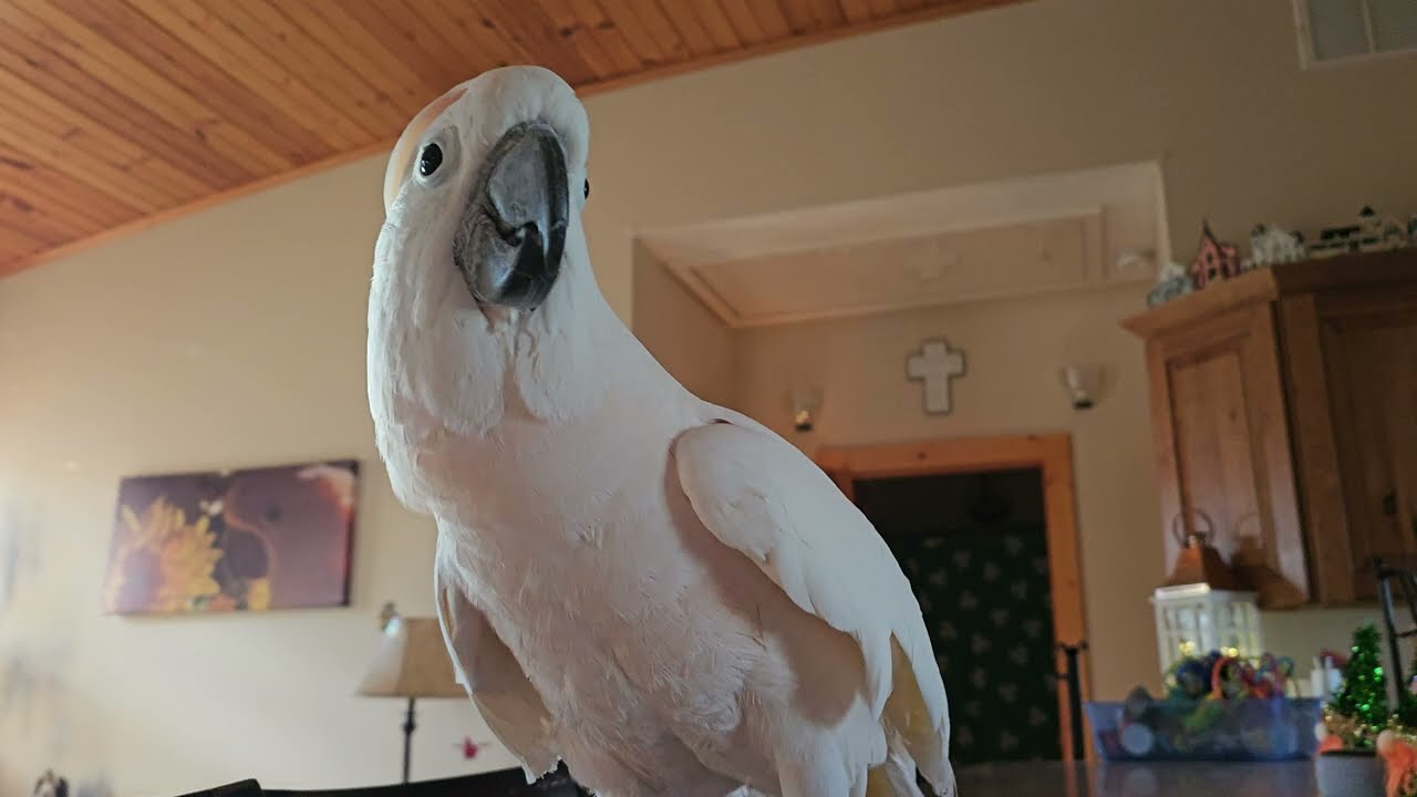 Когда какаду видит риелтора