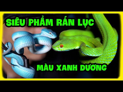 Rắn Màu Xanh Lá Cây Là Rắn Gì - Tuyệt Đẹp Rắn Lục Màu Xanh Dương | Blue White-lipped Tree Viper