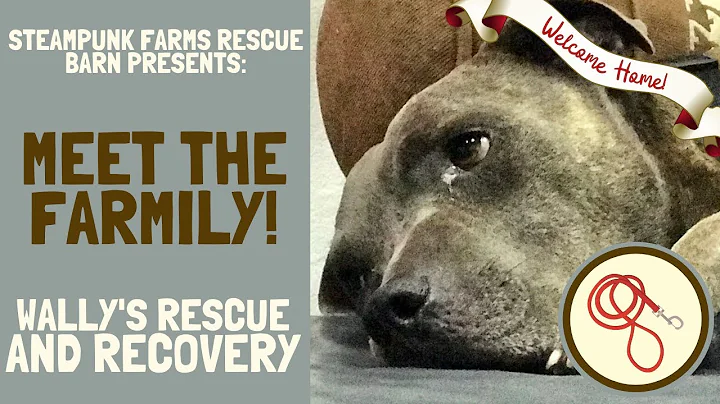 Wally The Rescued Pitbull - From Shelter To Safety - Dog Rescue, Adoption, and Recovery
