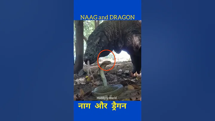 Cobra Snake and Dragon | Cobra Fighting #shorts #viral #snake #dragon #trending #reels #shortfeed