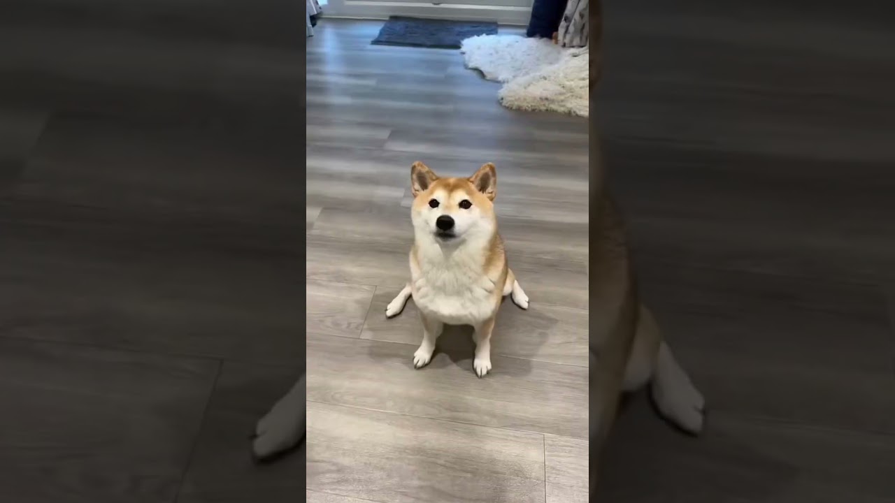 The Cheese Tax Doggo (pt 1 + 2)