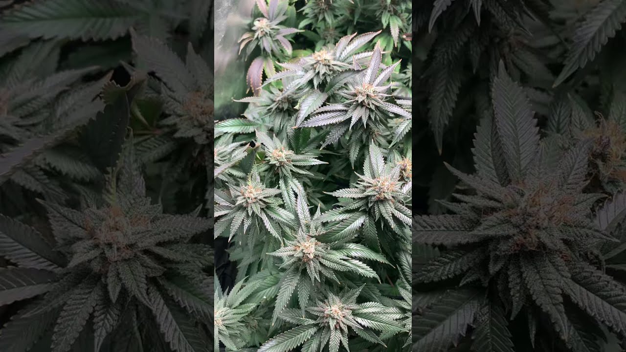 Purple Tuna & Purple Panty Droppers under the Bloom Plus BP1500