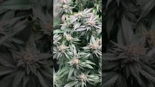 Purple Tuna & Purple Panty Droppers under the Bloom Plus BP1500