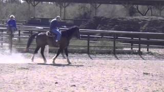 Chicken Dance on the ranch Tucson Arizona by carsenparker 140 views 12 years ago 27 seconds