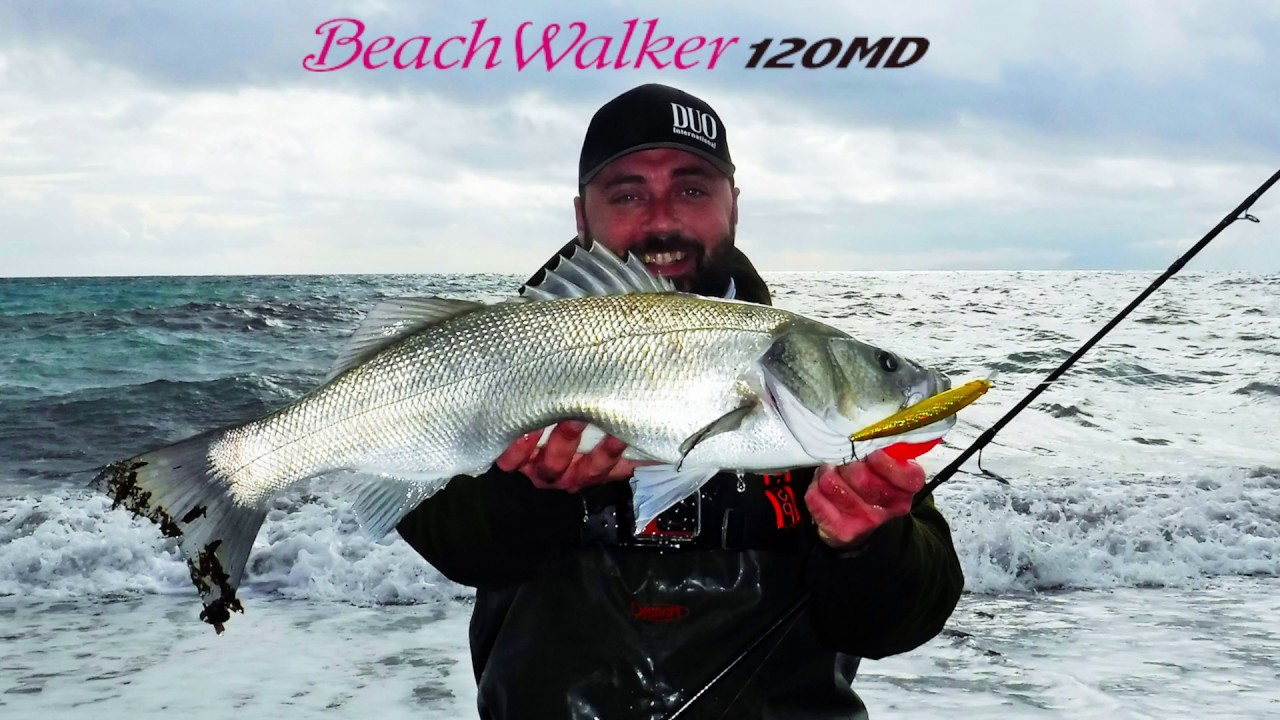 Sea Bass Live Strikes With Duo S Beachwalker 120md Lure Youtube