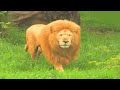 When A Zookeeper Threw This Lion A Toy, She Was Stunned By The Animal’s Reaction