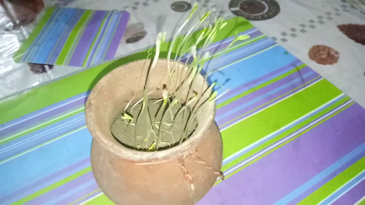 cardamom germination. cardamom seedlings. growing cardamom. ilaychi