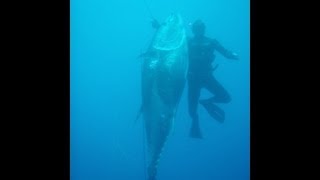 Spearfishing Bluefin tuna 282kg (621.7pounds)