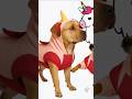 Amazing Pitbull Dog Transformation|#shorts #shortsfeed #pitbull #animals#dog#kangal#fantasy #ias