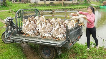 Buying 35 Ducks From Farmer - Use 3-Wheeled Truck Transport Many Ducks Go To Market Sell