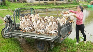 Download Lagu Buying 35 Ducks From Farmer - Use 3-Wheeled Truck Transport Many Ducks Go To Market Sell MP3 Download Lagu Buying 35 Ducks From Farmer - Use 3-Wheeled Truck Transport Many Ducks Go To Market Sell MP3