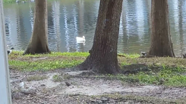 Pekin Duck Floats in Lake & Muscovy Ducks with Juv...