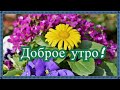 Доброе утро! Доброе, чудное утро настало.! Хорошего дня!