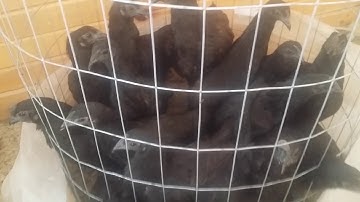 Mus xaiv qaib xiav los tuag noj nawb. Ayam cemani..