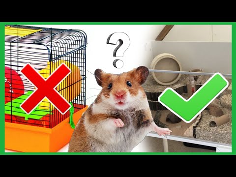 КАК УХАЖИВАТЬ ЗА ХОМЯКОМ? 🐹 / Что Должно Быть В Клетке Хомяка / Можно ✔️ и Нельзя ❌