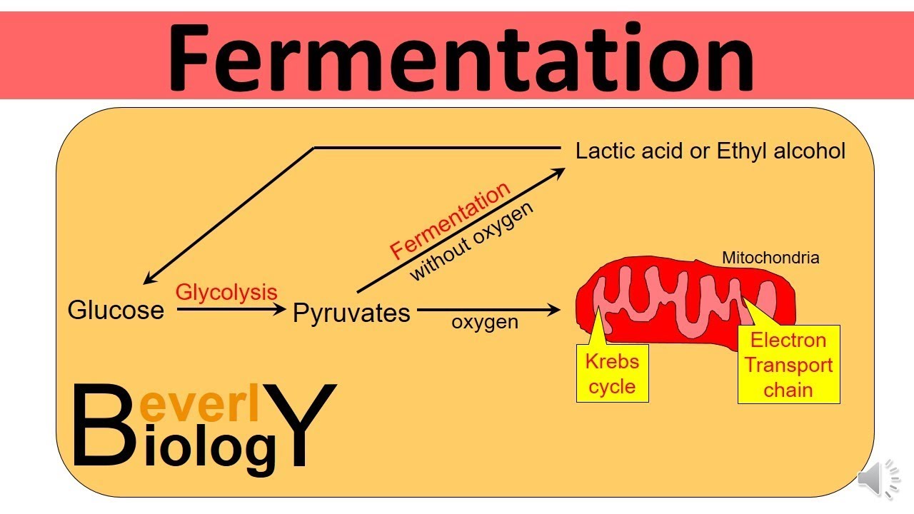 Glycolysis and Fermentation (updated) 