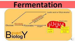 Glycolysis and Fermentation (updated)