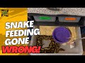 Ball Python Feeding Time: Some Hungry, Some Not!