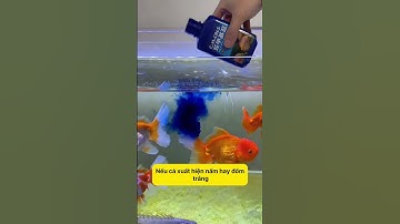 Mẹo Chăm Sóc Cá: Sử Dụng Methylene Blue Đúng Cách! #notashopvn #tuanaquarium #aquarium #fish #fyp