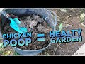 The secret of happy plants its in the chicken poop