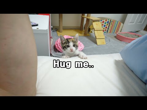 My Kitten Keeps Begging me <strong>to</strong> <strong>Hug</strong> her Since I rescued her