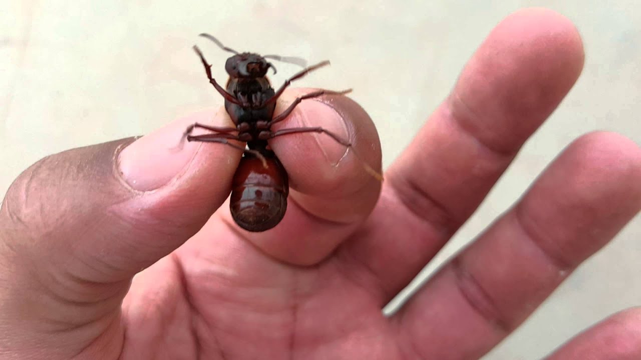 O Que A Formiga Tem Maior Que O Boi - RETOEDU