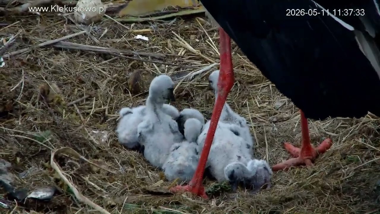 Sześcioraczki w Klekusiowie!