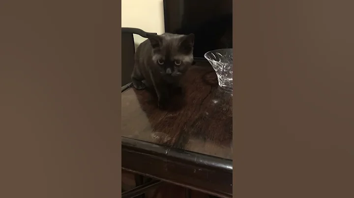Cat can take medicine on his own!