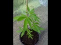 Grow outdoor marijuana  part 1