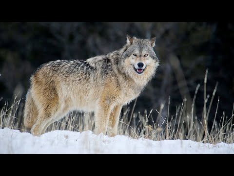 Video: Vlera neto e Forrest Preston: Wiki, Martuar, Familje, Dasma, Paga, Vëllezërit dhe Vëllezërit