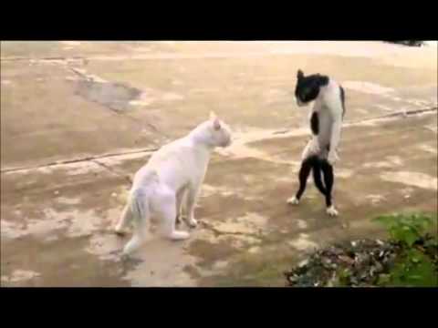 Ninja cat - come at me bro || HD 1080p