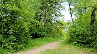 Relaxing Forest Sounds Birds Singing Nature Sounds