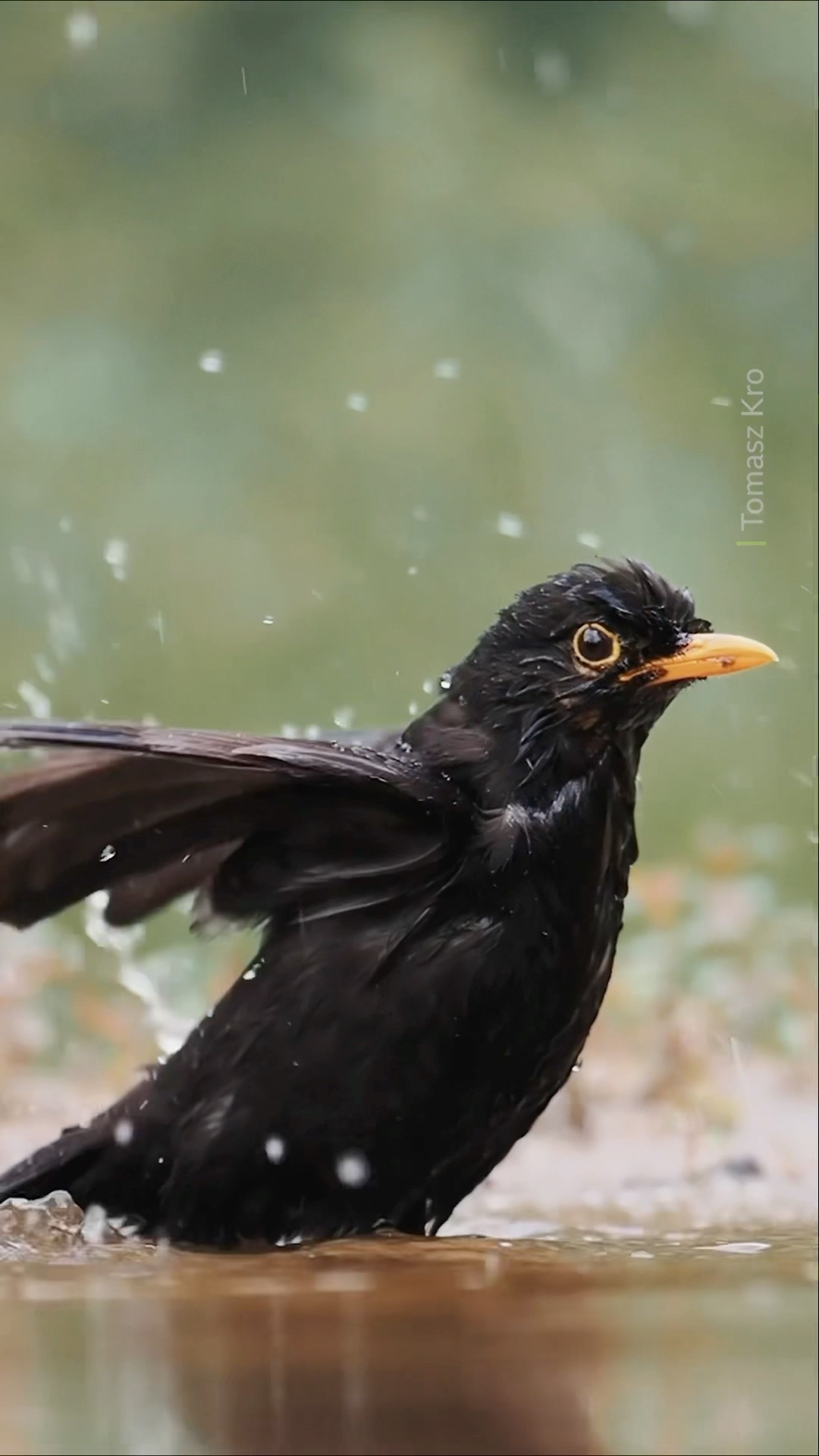 Making a splash ? #Blackbird #Rain #Splash