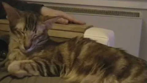 Watch the video about Kittens moving in cats tummy