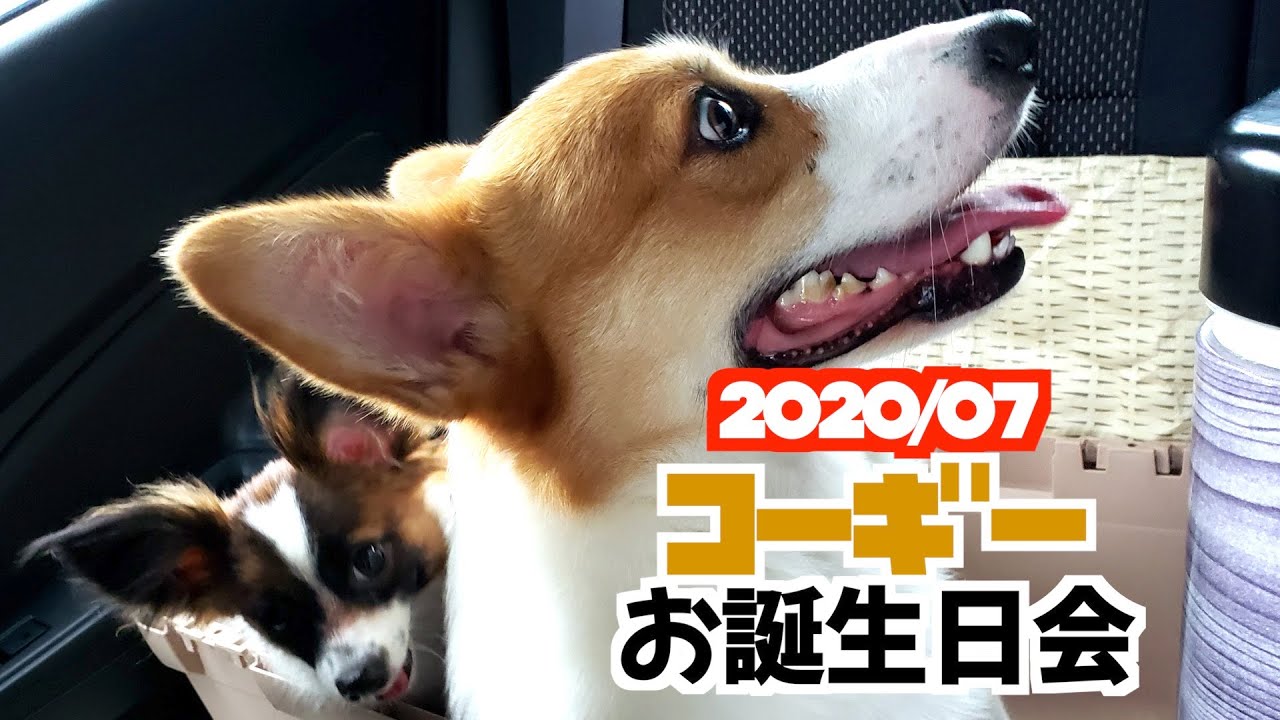 コーギー犬 短足コーギー犬大集合 プールで泳ぐ癒やしの会 Youtube