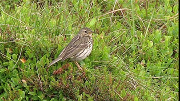 Meadow Pipit