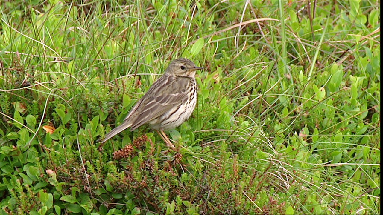 Meadow Pipit - YouTube