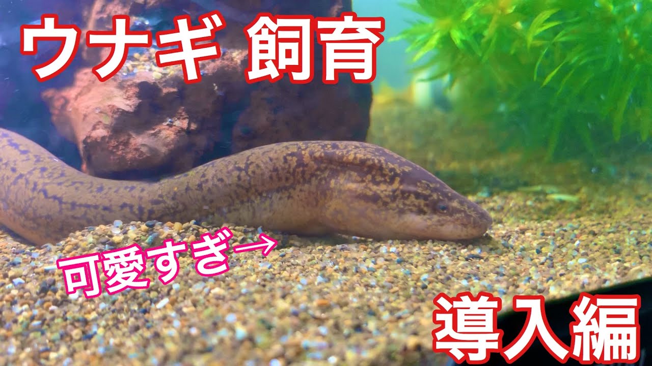 たうなぎ飼育してみた 導入編 アクアリウム Youtube