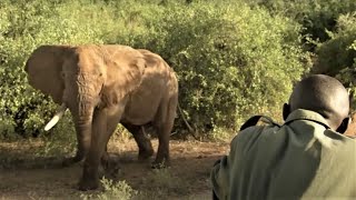 Collaring A Massive Bull Elephant | Secret Life Of Elephants  | BBC Earth