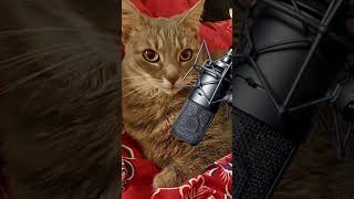The game Stray was a real pain to make because of a cat #straycats #stray  #gaming
