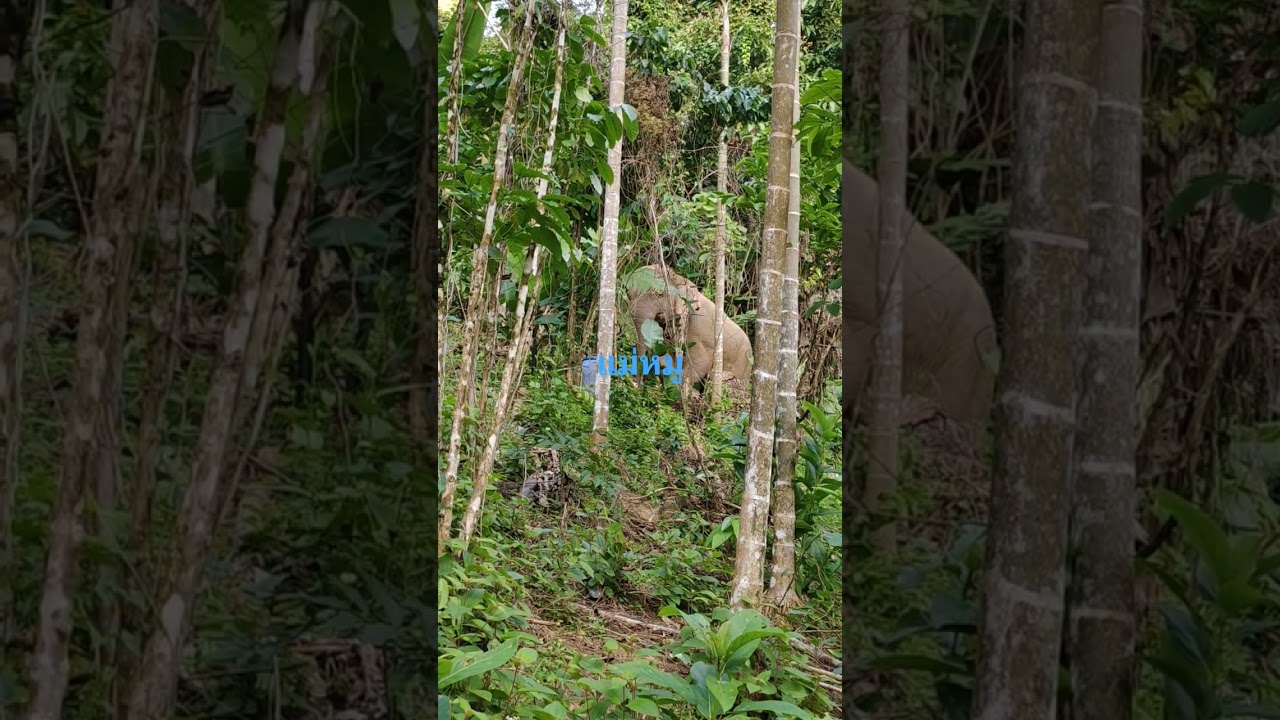 แม่หมูพร้อมบวกตลอดเวลา