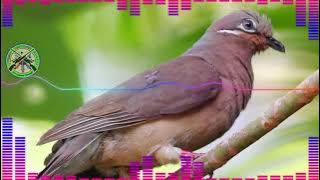 White-eared Brown Dove (Alimokon) Bird Calling Sound ENHANCED, MIXED & CLEAR SOUND