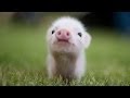 Top 15 Cutest Baby Animals