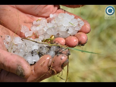 სეტყვამ სიღნაღის სოფლებში მოსავალი 100%–ით გაანადგურა
