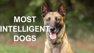 13 Smartest Dog Breeds, Ranked  Most Intelligent Dogs #dogs #intelligentdogs #smartestdog