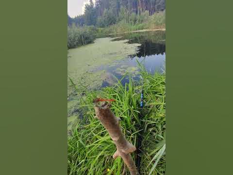 Красная #Стрекоза Позирует - #Насекомые и Дикая #Природа Украины 4K # ...