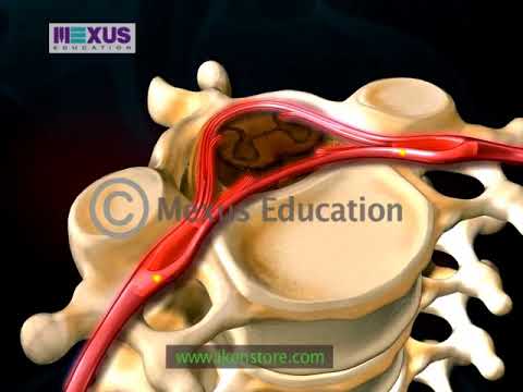 Learn Biology of the Spinal Cord and Transmission of Nerve Impulse