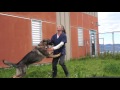 032916 Adoption Minute - Handsome German Shepherd 032916 Adoption Minute - Handsome German Shepherd