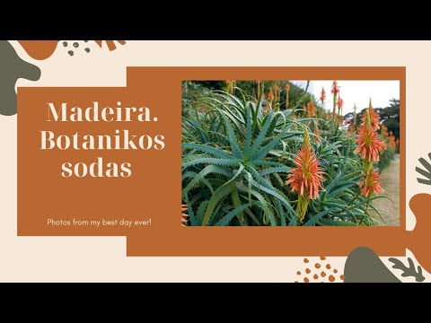 Botanikos sodas Madeiroje.