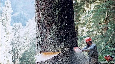 Logging 101 episode 1, undercuts: the humboldt and backloaded conventional